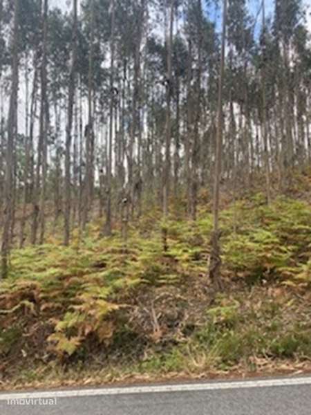 Terreno rustico sito em Vale Carvalhinho, Arieiro, Espite - Grande imagem: 4/5
