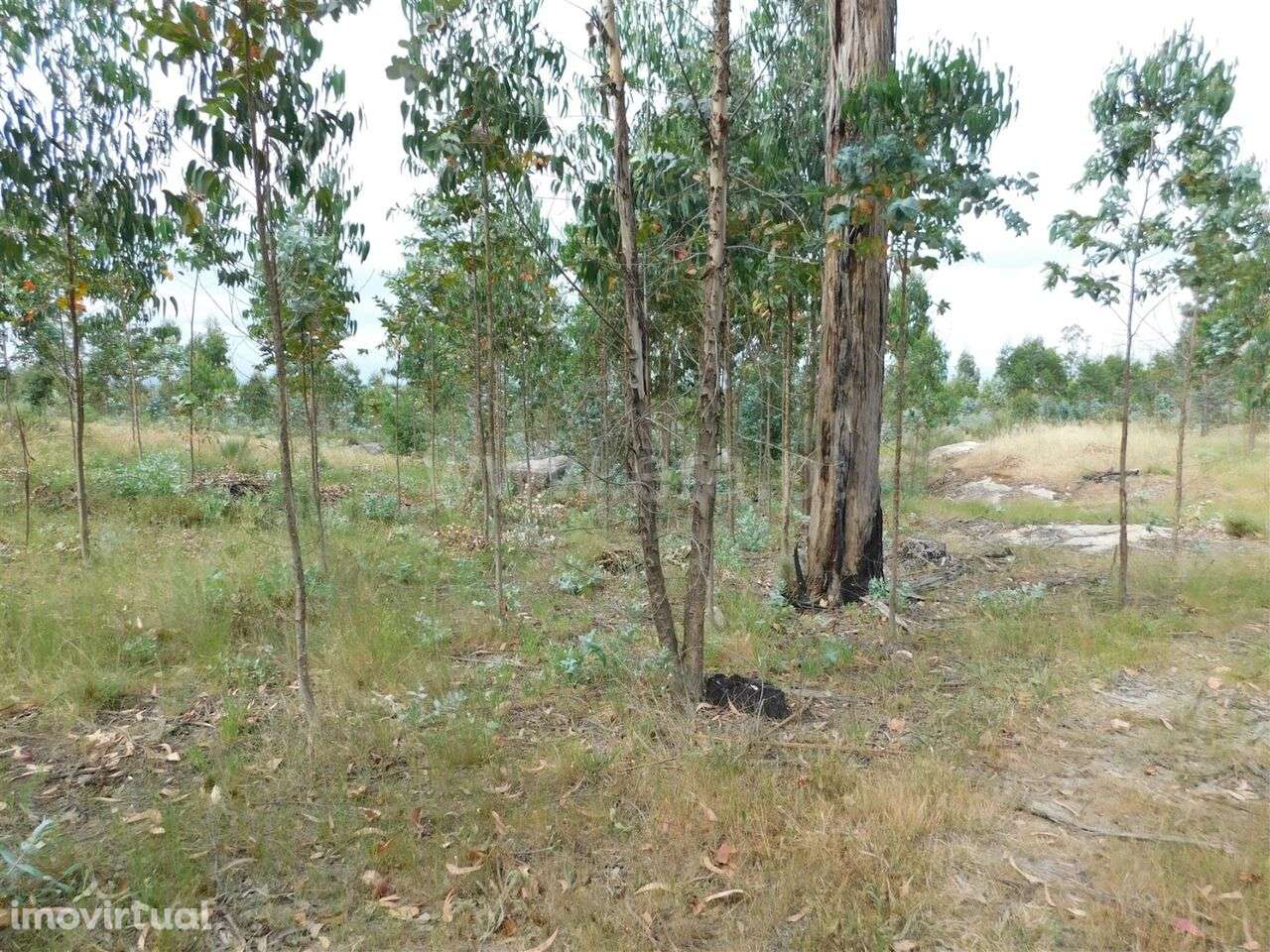 Terreno / Seia, Sameice - Grande imagem: 3/20