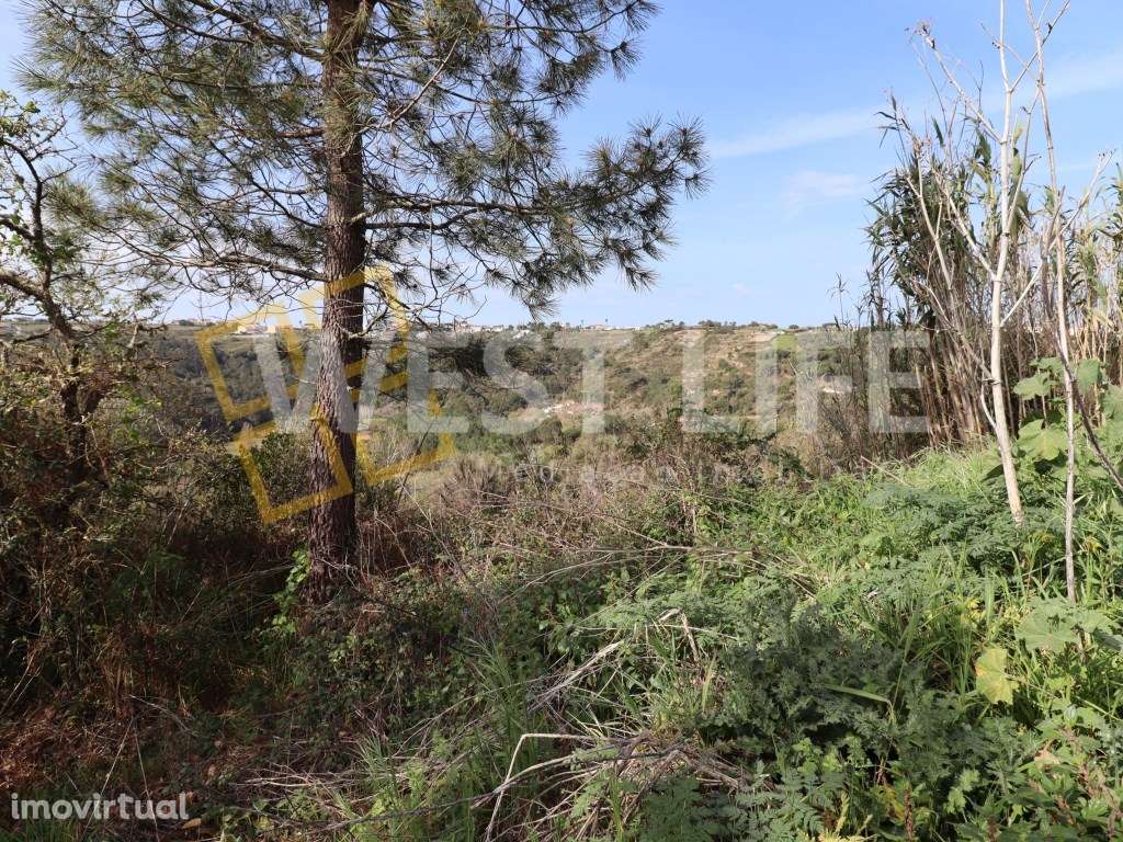 Terreno na Carvoeira - 2 Terrenos Rústicos com um Total de 9187m2 - Grande imagem: 2/12