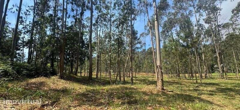Terreno florestal 5.453 m² – Terroso | Póvoa de Varzim - Grande imagem: 5/12