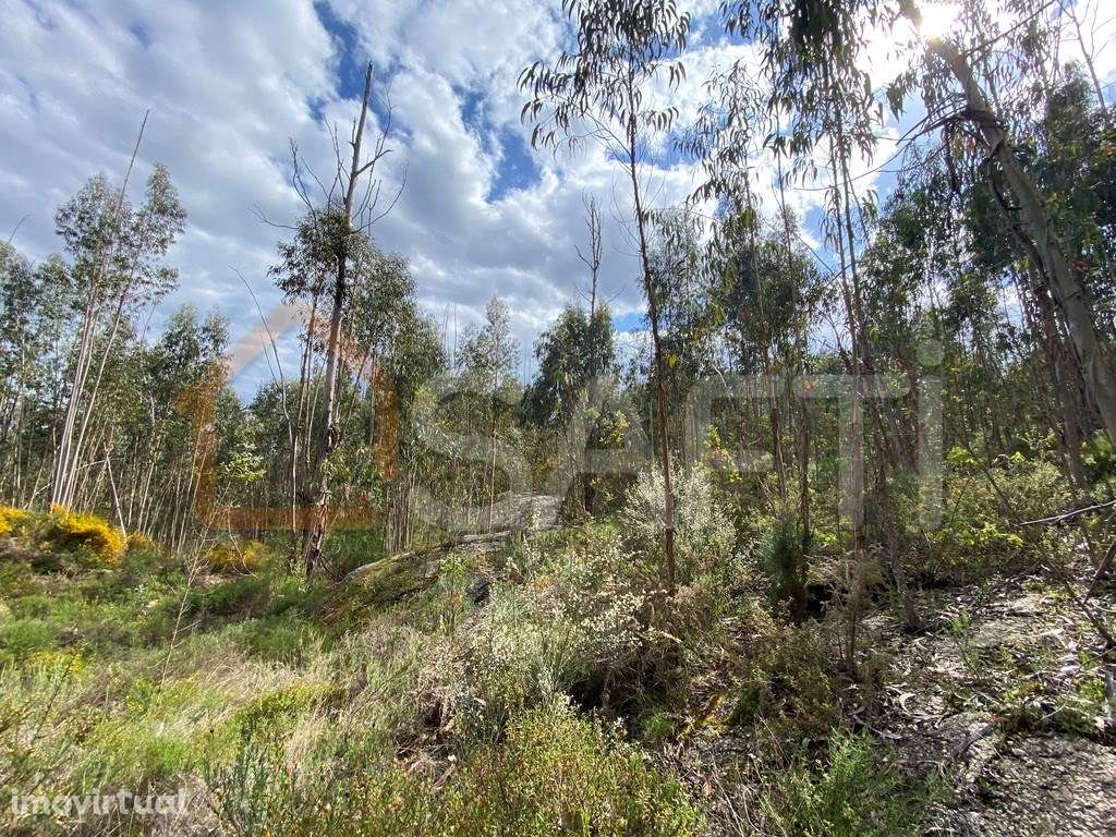 Terreno rústico junto a Anta Vende-se 360 m2 40 000€ TND - Grande imagem: 3/14