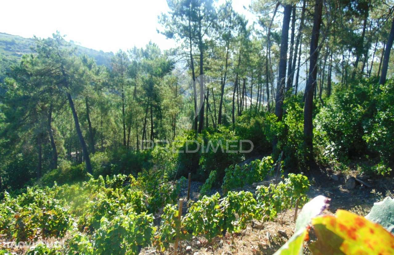 Vinha em produção no Alto Douro Vinhateiro - Grande imagem: 5/36