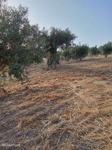Terreno com olival - Grande imagem: 3/7