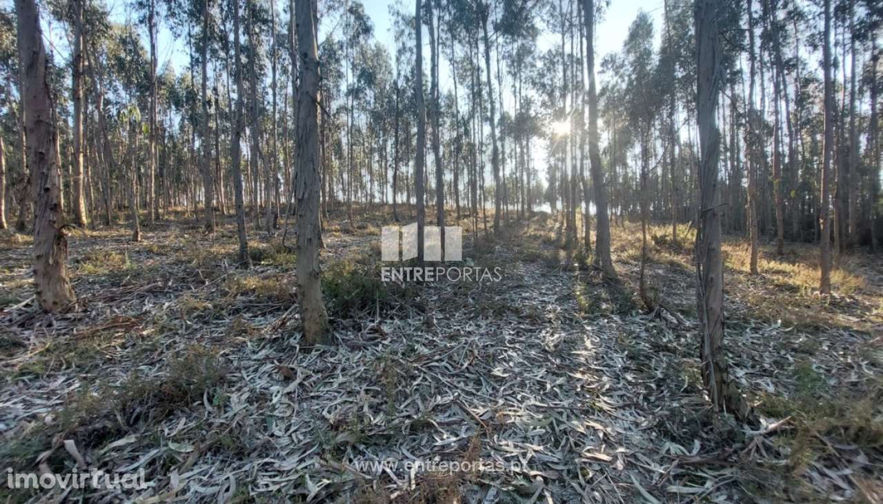 Venda de Terreno florestal com 30.500 m2, Rates, Póvoa de Varzim - Grande imagem: 2/11