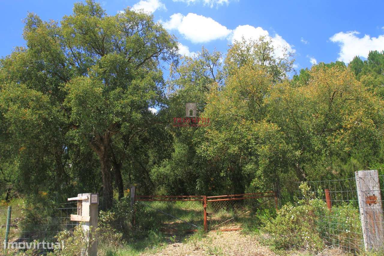 Terreno 35.000m2, Madalena e Beselga, Tomar - Grande imagem: 5/23