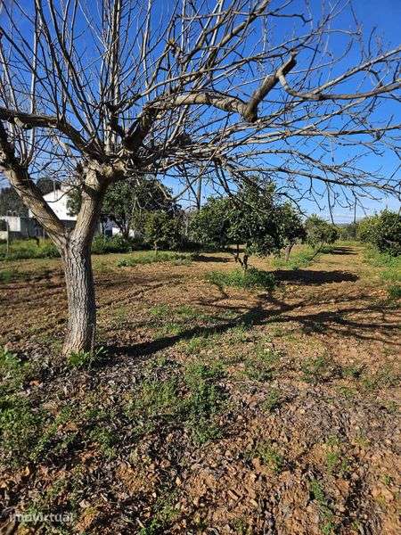 Quinta de 20 hectares em Campo Maior com Olival - Grande imagem: 5/12
