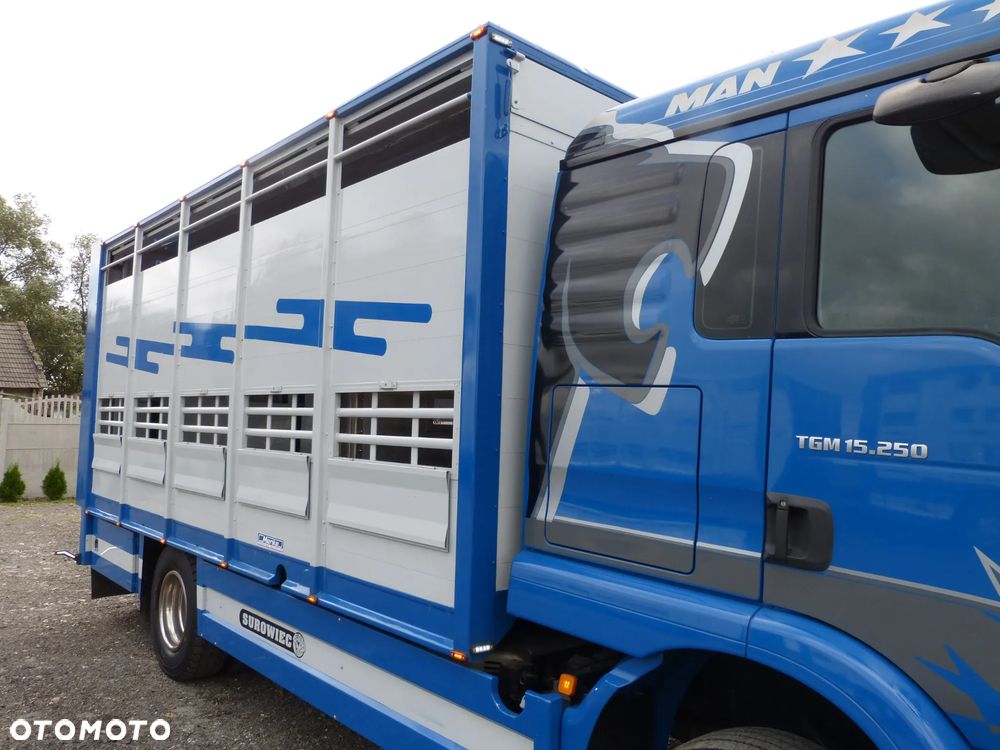 MAN TGM 15.250 DO ŻYWCA / ZWIERZĄT / BYDŁA / WAGA EL/. EURO 6 / DŁ. 5.20M /XENON - 17