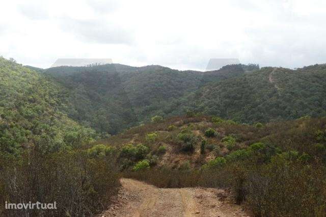 MONTE BRANCO DA VINHA COM POSSIBILIDADE DE CONSTRUÇÃO - SANTANA DA SER - Grande imagem: 4/14