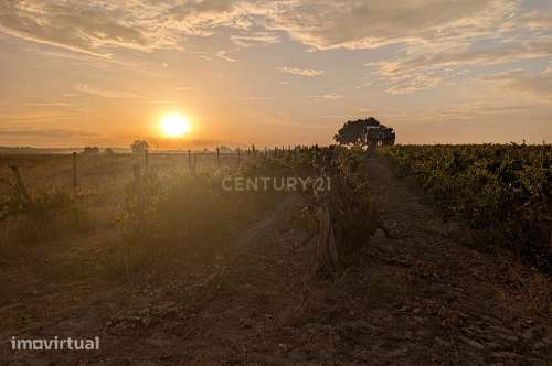 Vinha com 6 Hectares  em Pegôes - Grande imagem: 5/26