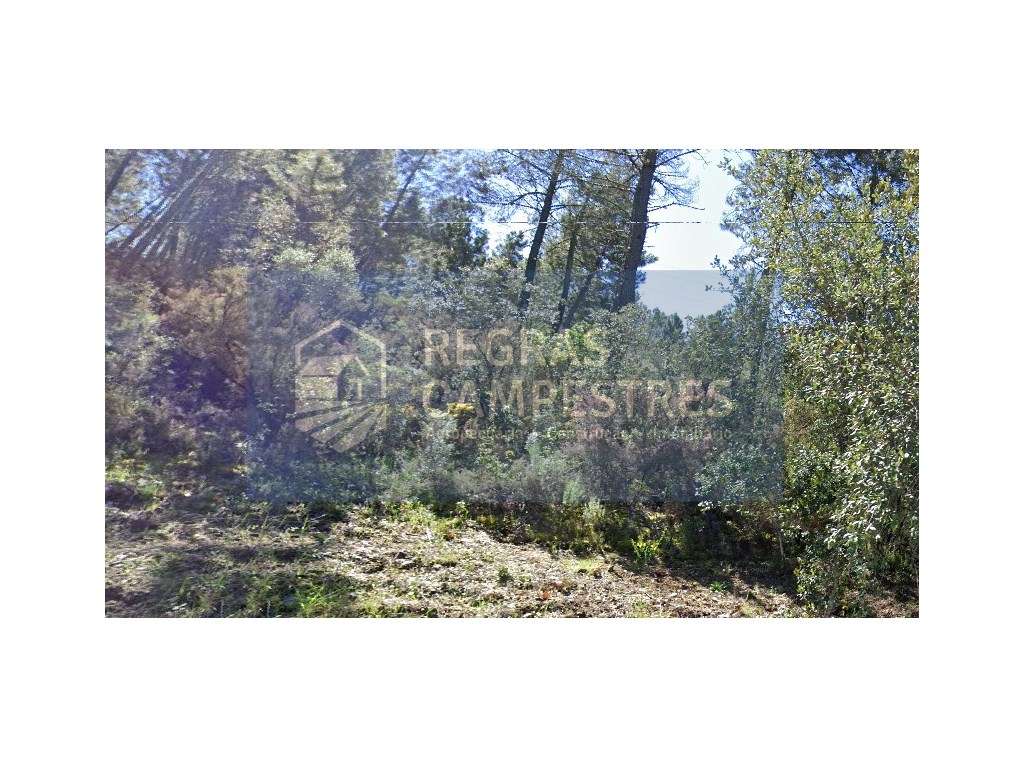 TERRENO RÚSTICO (FLORESTAL) 
SILVARES - FUNDÃO - Grande imagem: 3/4