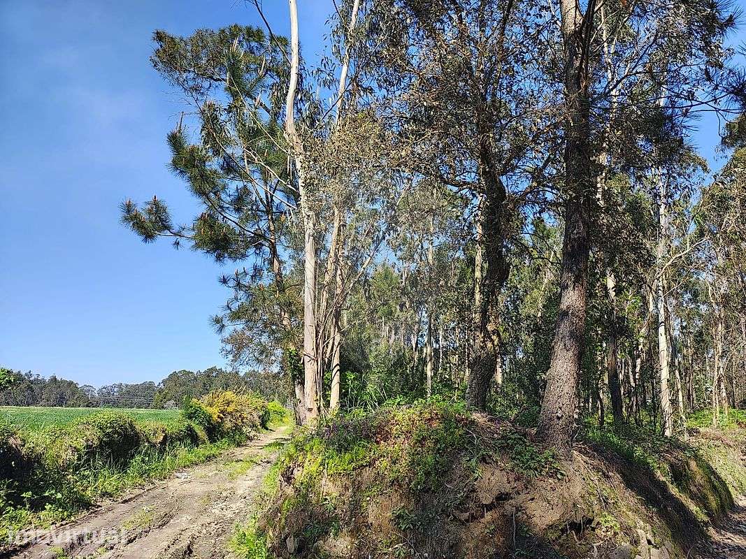 Terreno  para arrendamento - Grande imagem: 5/6