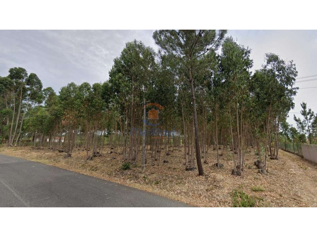 Terreno 12.000 m2 | Lapa, Cartaxo - Grande imagem: 2/4