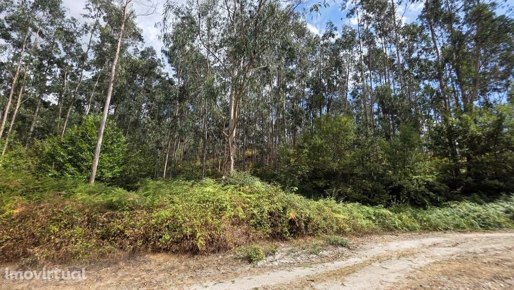 Bouça - Mosteiro - Grande imagem: 3/13