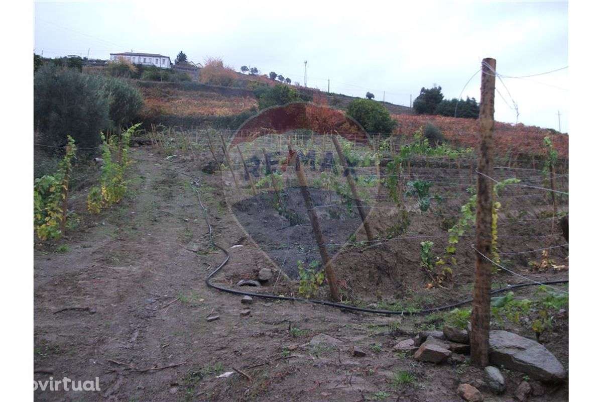 Terreno com vinha nova, campo e pomar - Grande imagem: 3/16