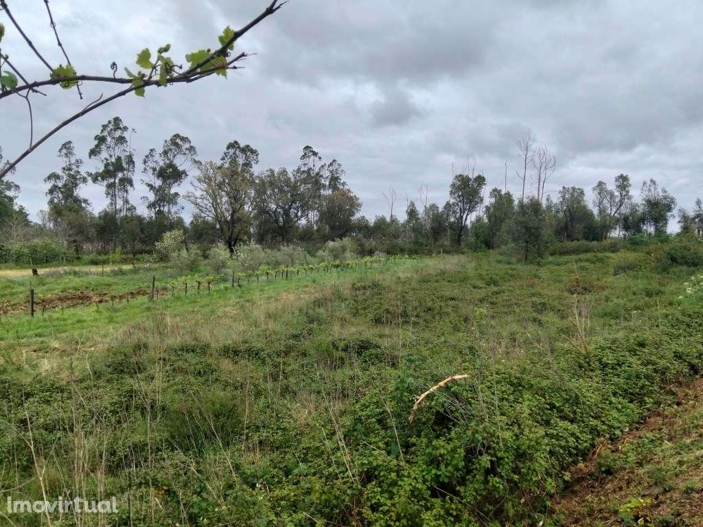 Terreno Industrial com 8.702m² - Localização Premium junto à A25 (A... - Grande imagem: 4/15