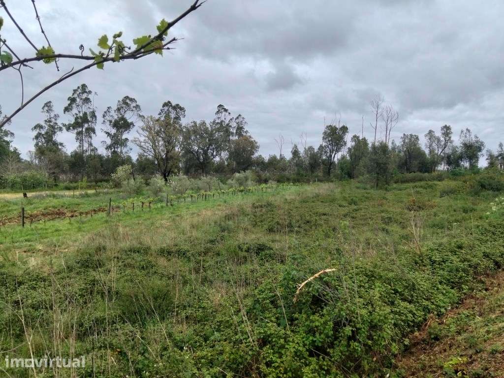 Terreno Industrial com 8.702m² - Localização Premium junto à A25 (A... - Grande imagem: 4/15