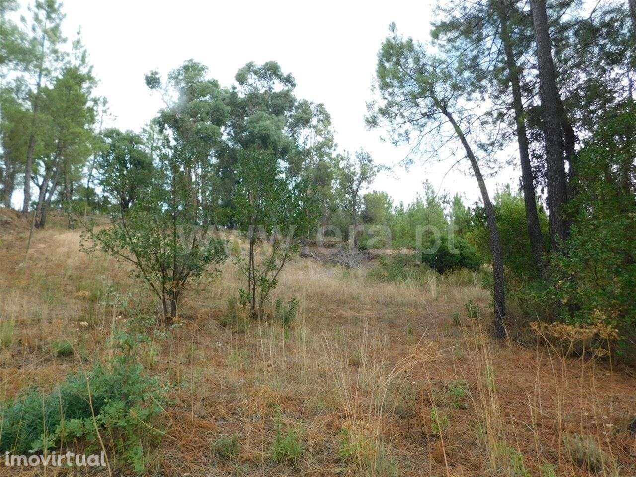 Terreno para Construção / Fundão, Aldeia Nova - Grande imagem: 2/12