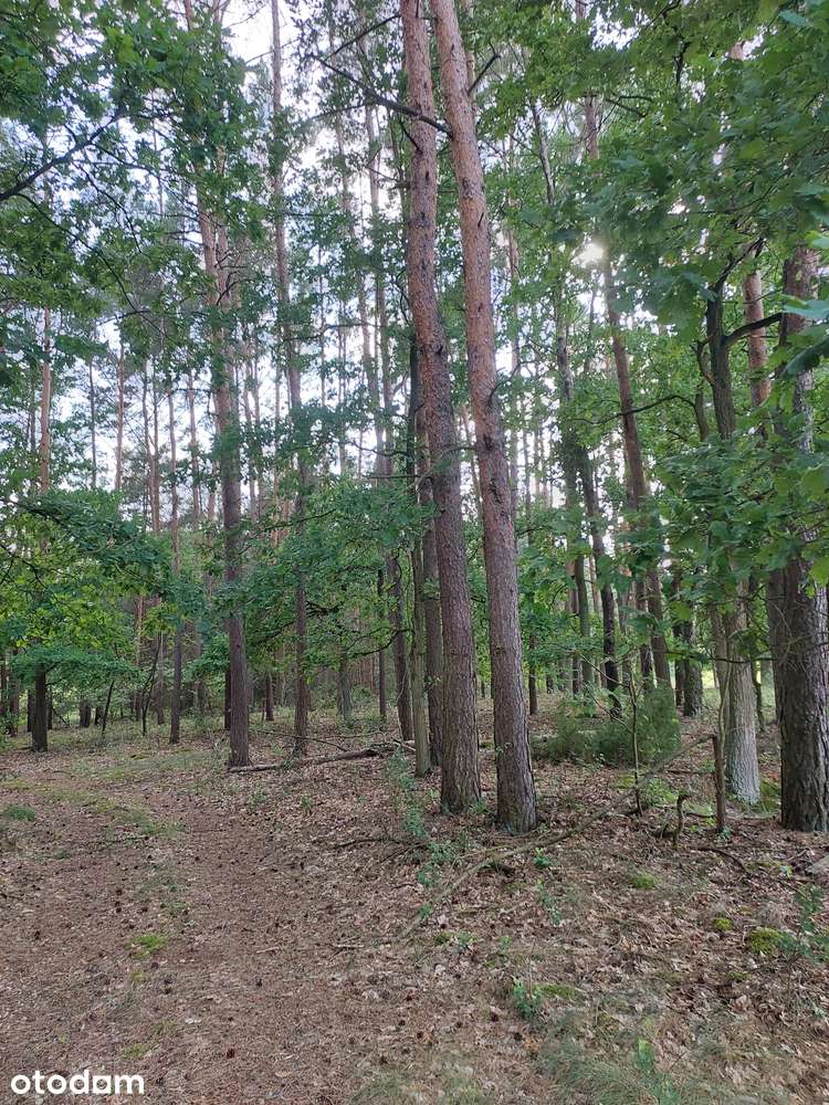 Działka leśna 44000 m² w spokojnej okolicy - Pełny obrazek: 2/13