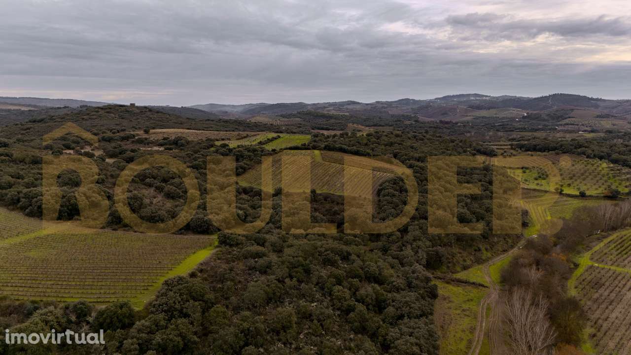 Quinta do Arieiro - Cedovim | Vila Nova de Foz Côa | Douro Superior - Grande imagem: 4/52