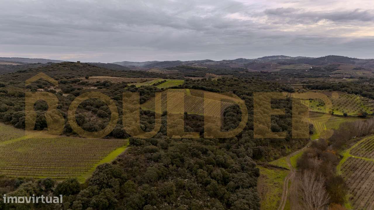 Quinta do Arieiro - Cedovim | Vila Nova de Foz Côa | Douro Superior - Grande imagem: 4/52