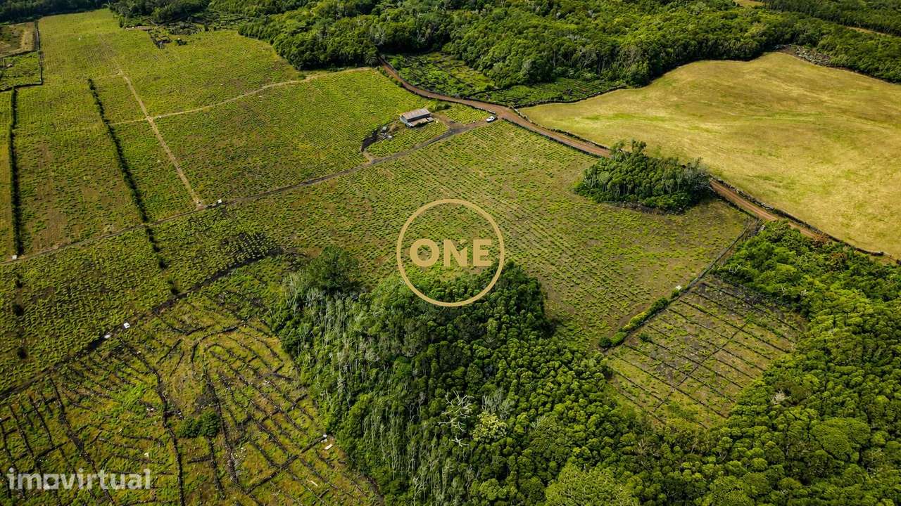 Terreno com vinha à venda na ilha do Pico - Grande imagem: 3/8