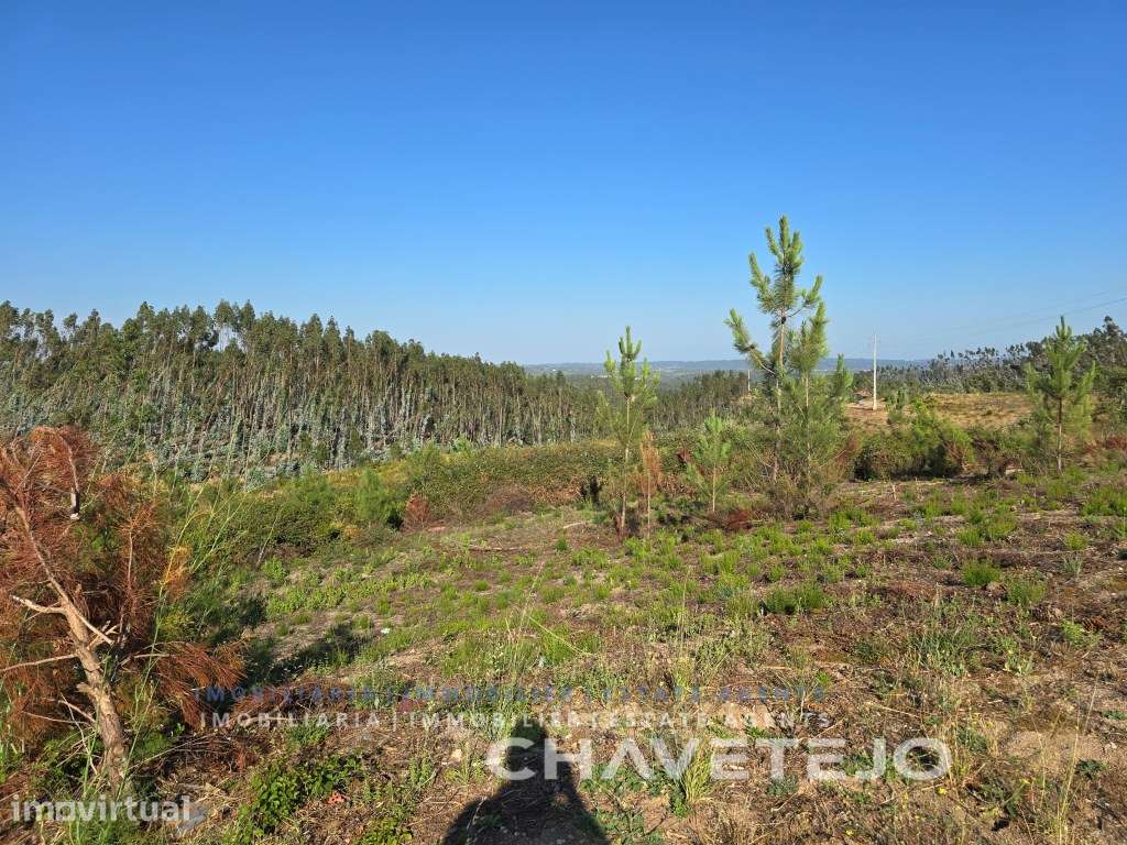 Lote para construção perto da aldeia do Suimo, Tomar - Grande imagem: 5/12