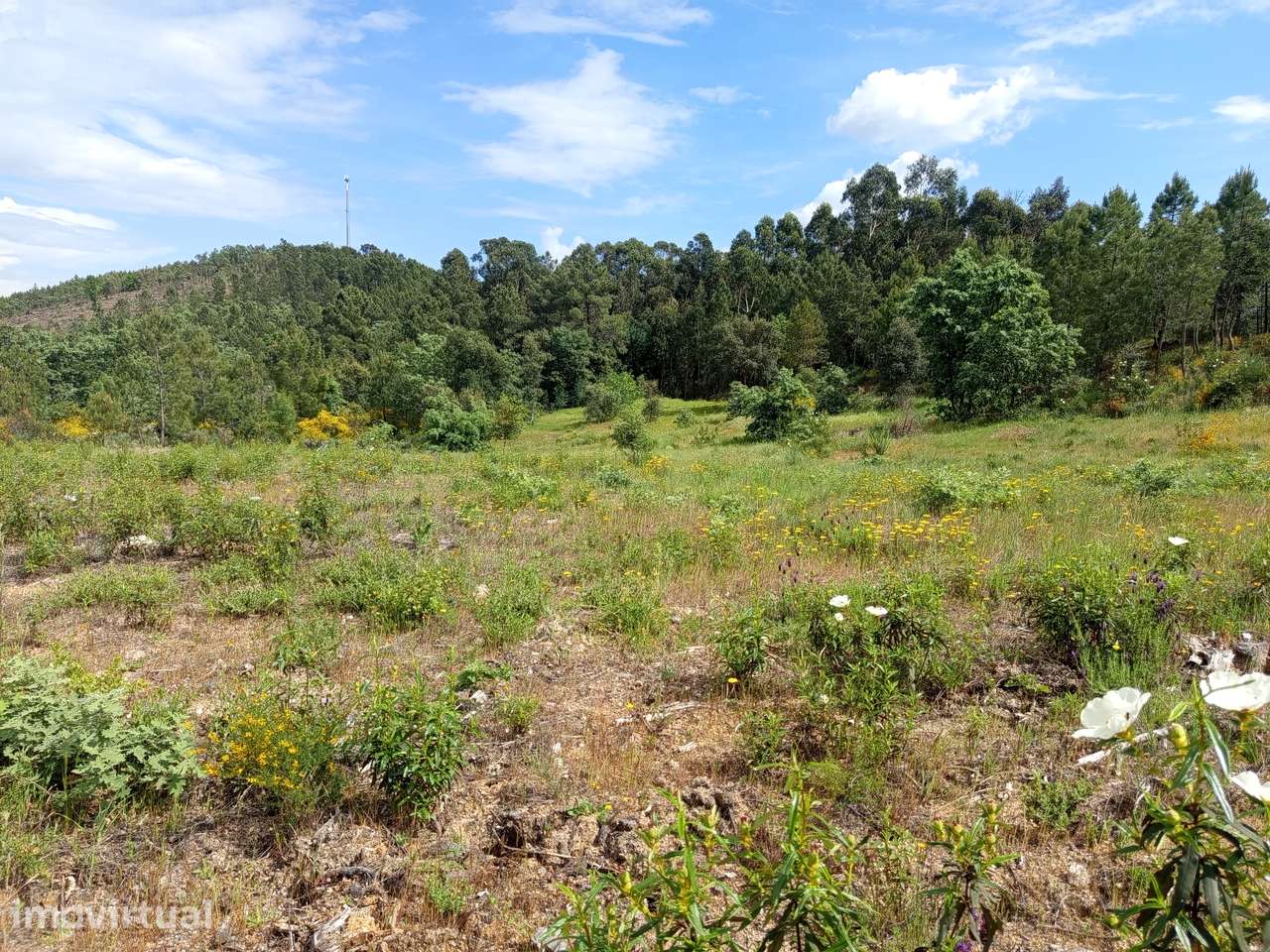 Terreno Escarigo - Grande imagem: 2/8