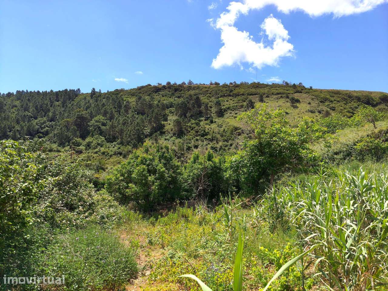 Terreno Rústico com Árvores de Fruto - Calhandriz, Vila Franca de Xira - Grande imagem: 2/17