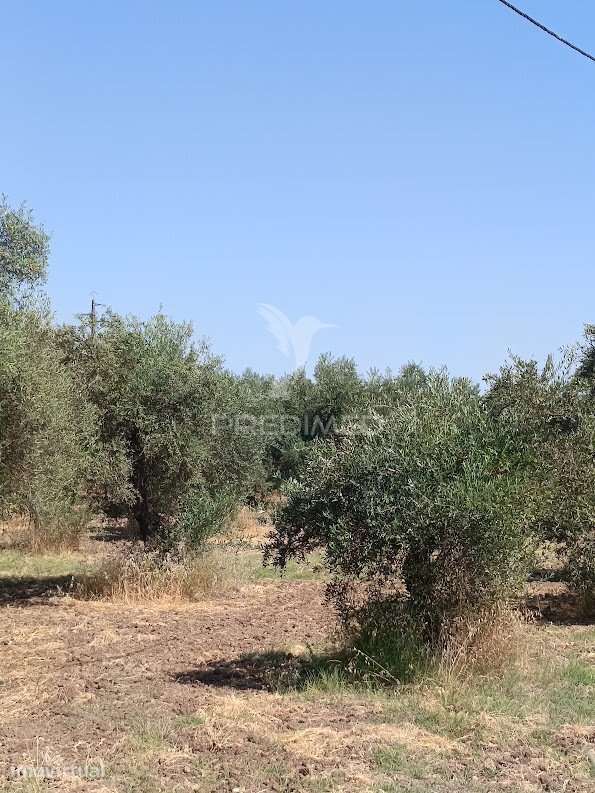 Terreno com Olival Tradicional – 11.250 m² | Estrada da Figueira, C... - Grande imagem: 2/27