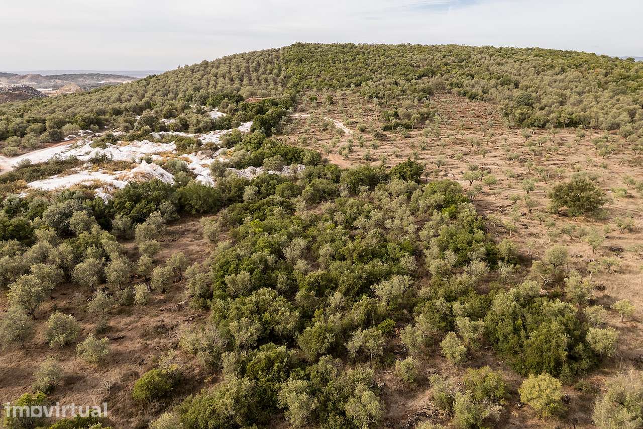 Terreno rústico c/ 7 750 m² e Olival em Vila Viçosa, Évora - Grande imagem: 2/8