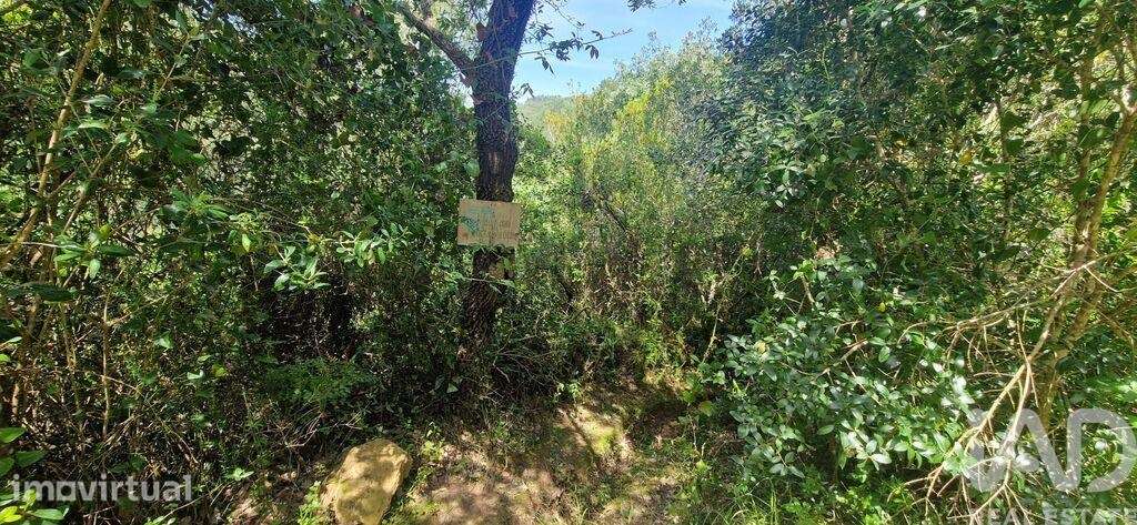 Terreno Agrícola em Mafra - Grande imagem: 5/25