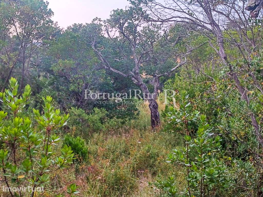 Terreno de 3.750 m² com ribeiro, a 3km das Praias Costa Vicentina, ... - Grande imagem: 2/4