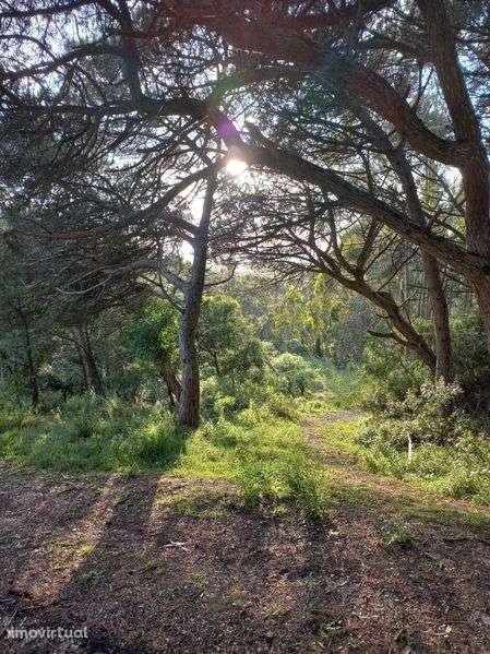 Terreno rustico com vista mar - Grande imagem: 2/2