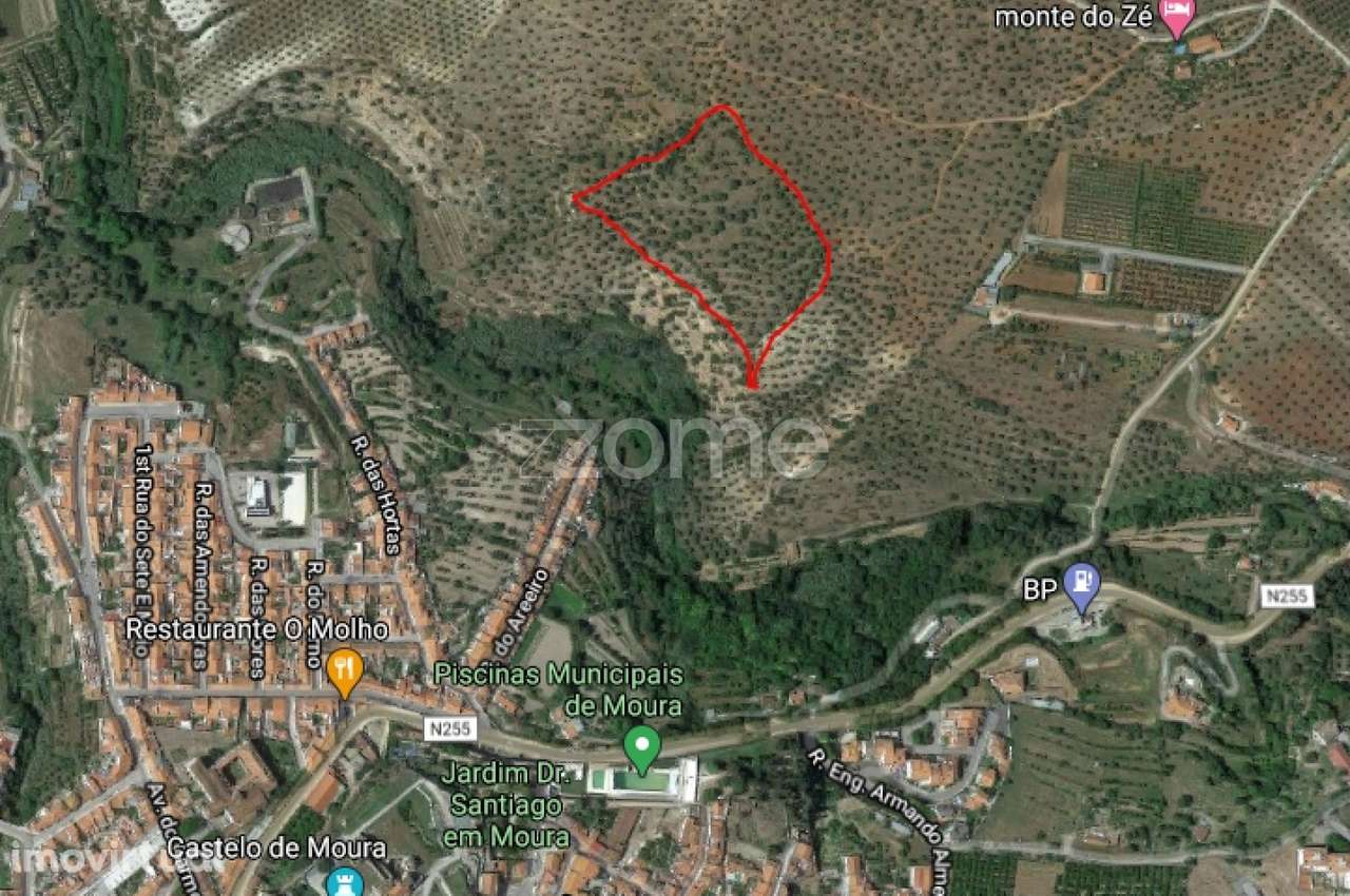 Terreno composto por Olival com 180 Oliveiras - Grande imagem: 2/4