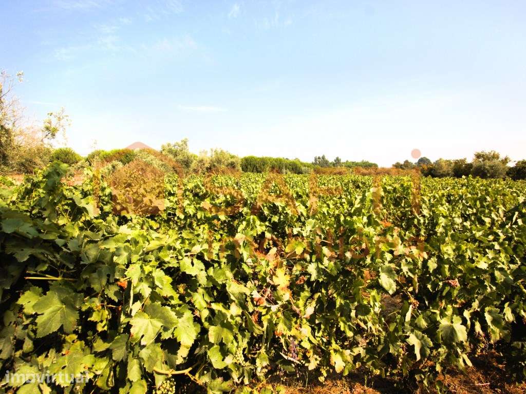 Terreno com cerca 3500m2 de vinha em Produção e Oliveiras, em Vilar... - Grande imagem: 2/15