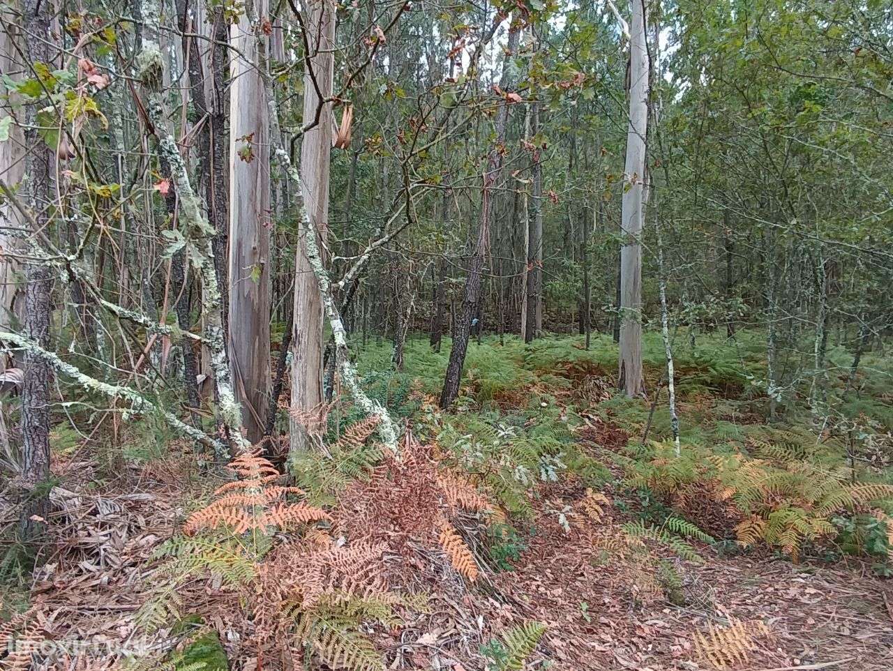 Pinhal – Oliveira de Frades - Grande imagem: 3/11