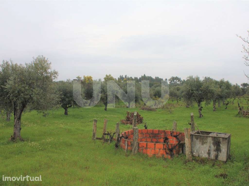 Terreno Rústico para Venda em Escalos de Cima. - Grande imagem: 3/14