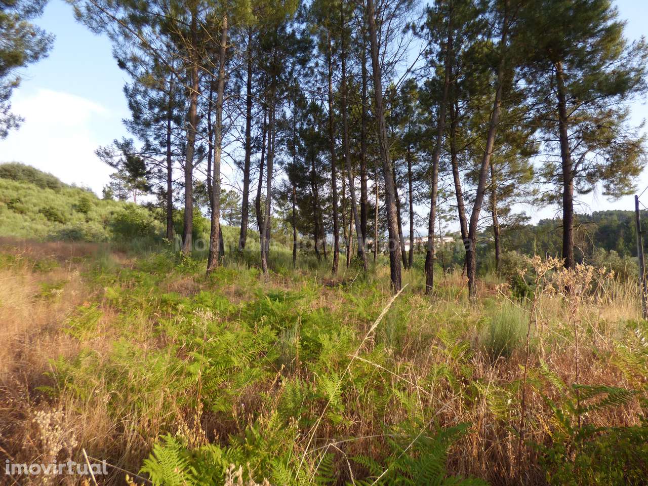 Quintinha  Venda em Ribamondego,Gouveia - Grande imagem: 5/6