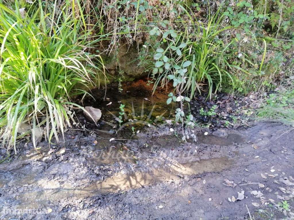 Propriedade Mista - Serra de Grândola- Melides - Grande imagem: 3/27