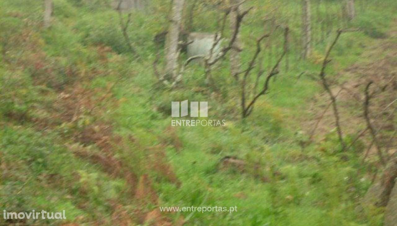 Venda Terreno, Várzea do Douro, Marco de Canaveses - Grande imagem: 2/7
