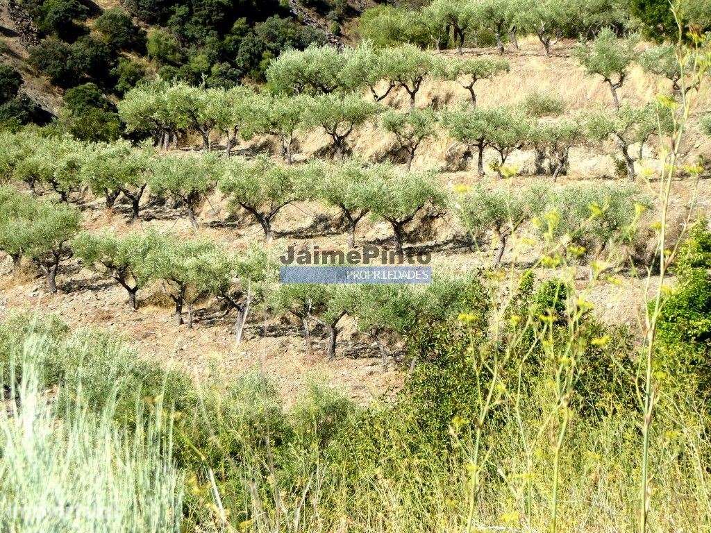 150.000m2 com Olival, em Barca DAlva. Portugal, Douro Superior, Bar... - Grande imagem: 4/9