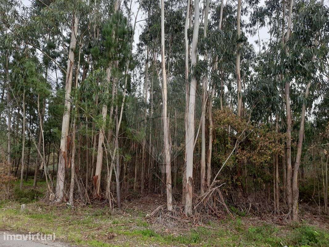 Terreno  para venda