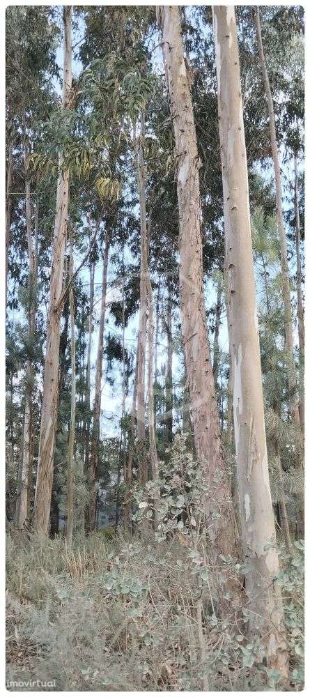 TERRENO - Grande imagem: 2/2