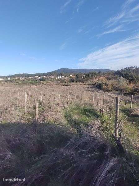 Vinha abandonada na bairrada - Grande imagem: 2/7
