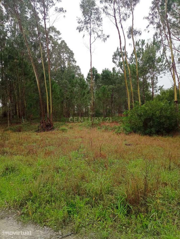 Terreno à venda em Moita, Marinha Grande - Grande imagem: 3/3