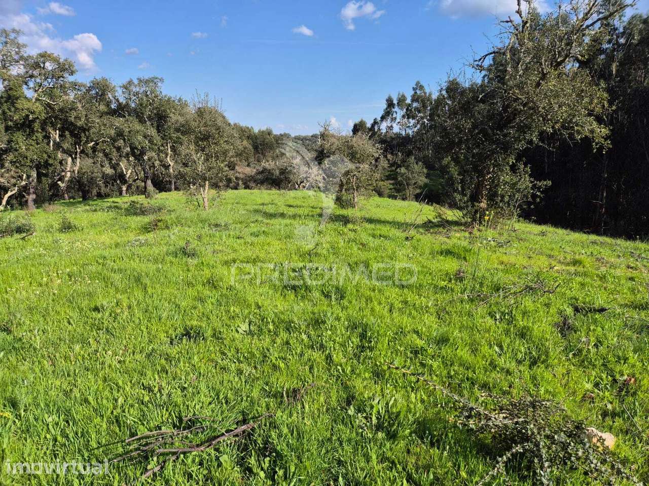 Terreno rústico no Alentejo – natureza, tranquilidade e potencial d... - Grande imagem: 2/12