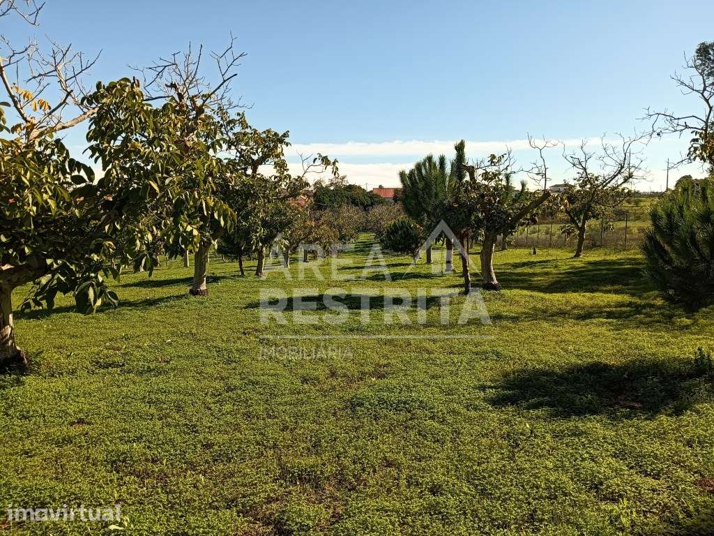Quinta com a área de 8.750m2 - Zambujal - Grande imagem: 5/11