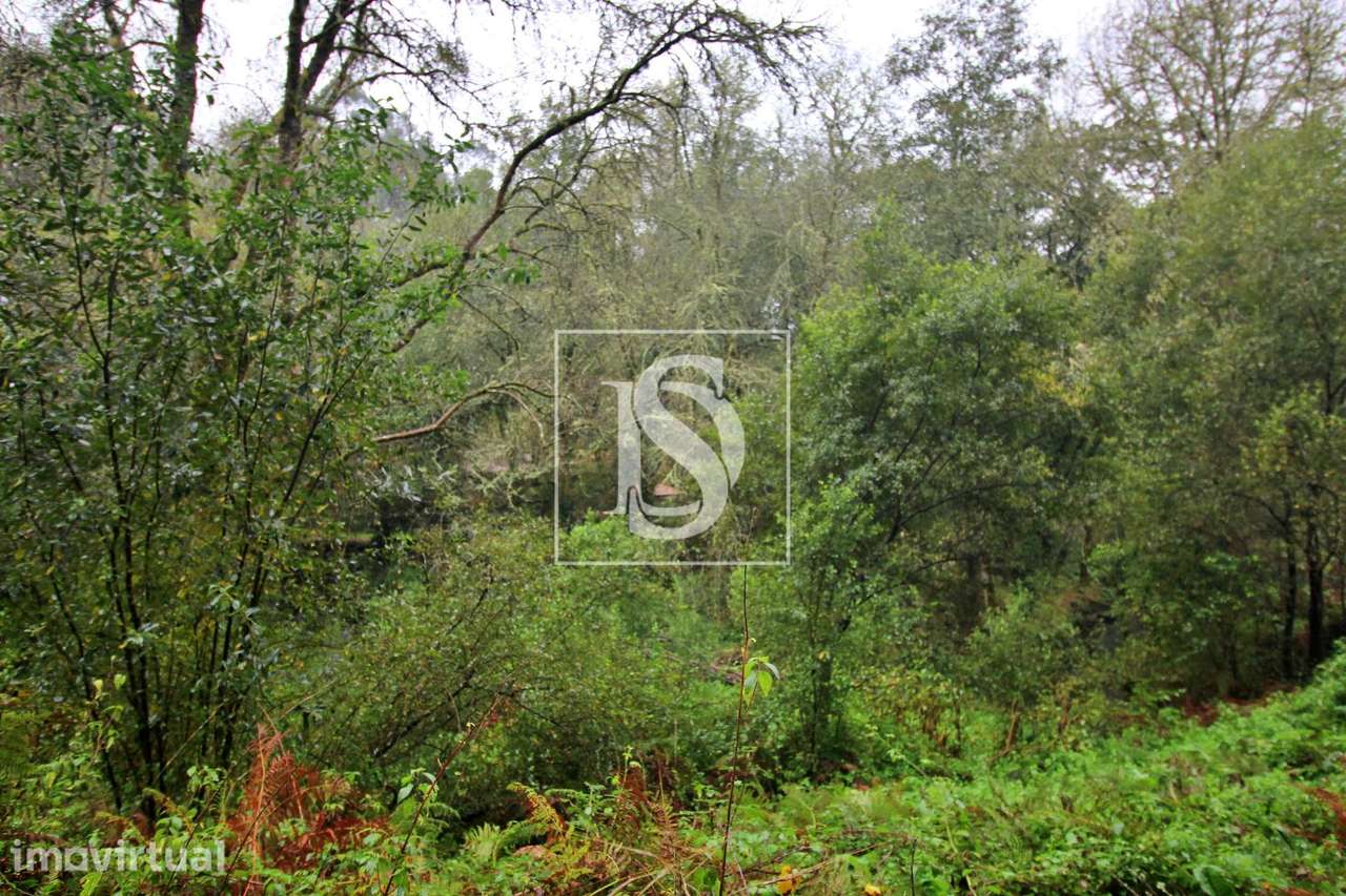 Quinta  Venda em Formariz e Ferreira,Paredes de Coura - Grande imagem: 3/15