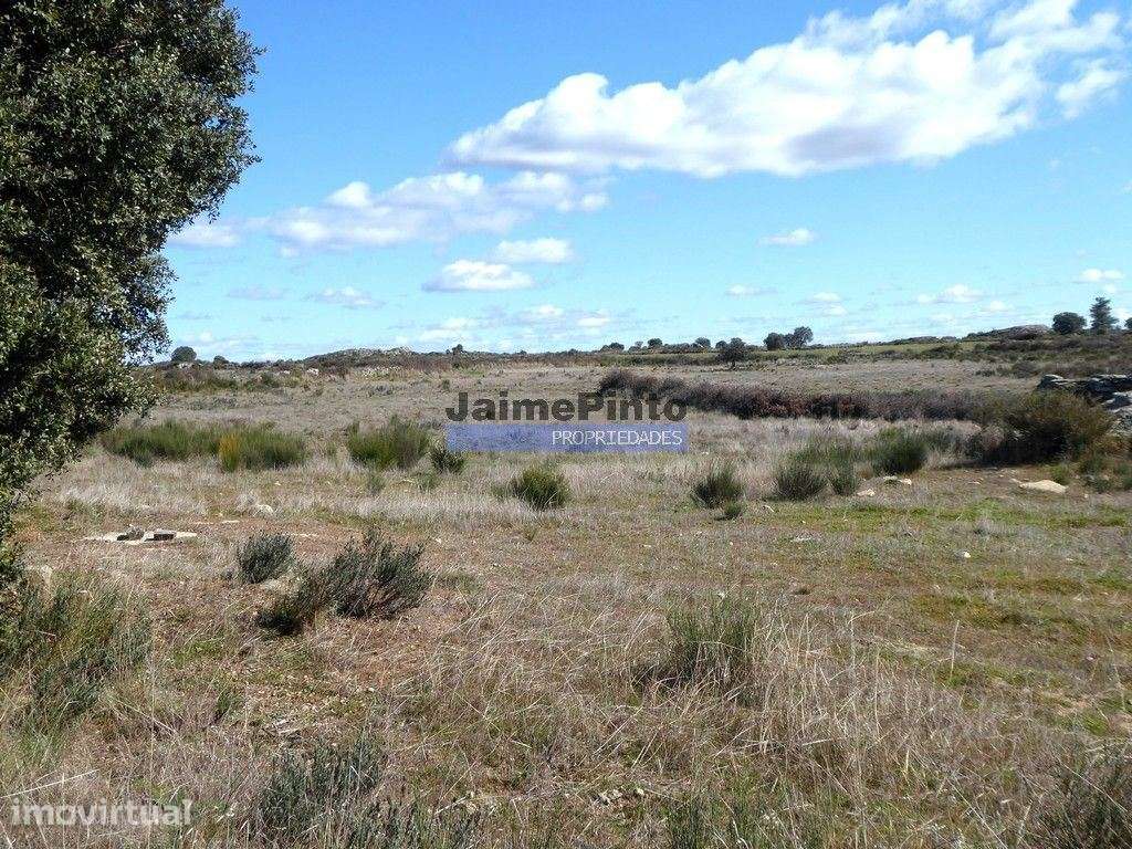 Terreno rústico 32,5ha p/ plantações novas. Portugal, Guarda, Figue... - Grande imagem: 3/6