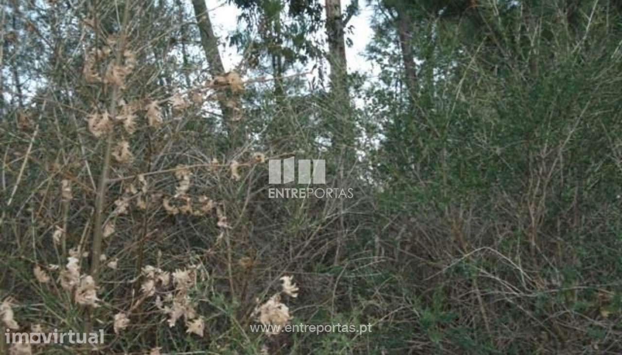 Venda Terreno, Campelo, Baião - Grande imagem: 5/8